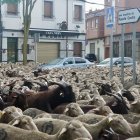 Un rebaño de unas 1.700 ovejas atraviesa León en su recorrido trashumante