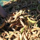 Recolección de los nuevos terrenos para la producción del judión de La Granja bajo la nueva marca de garantía