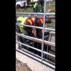 Rescate de un toro en un canal de un pueblo de Zamora.