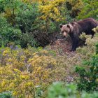 Oso pardo cantábrico