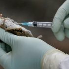 Un técnico del control de vectores prepara una muestra durante la vigilancia del hantavirus en roedores, en una imagen de archivo.