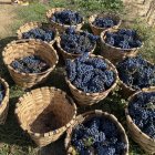 La próxima semana empezará la vendimia de uva para vino blanco.