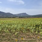 Parcela de girasol, principal alternativa frente al cereal a la hora de rotar cultivos, en la localidad burgalesa de Villamartín de Sotoscueva.