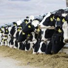 Vacas de leche pastan en un corral al aire libre.
