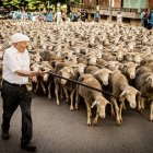 Los últimos trashumantes de Tierras Altas, en junio en Soria tras regresar de Extremadura.