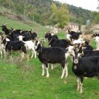 Un rebaño de Cabras en el campo