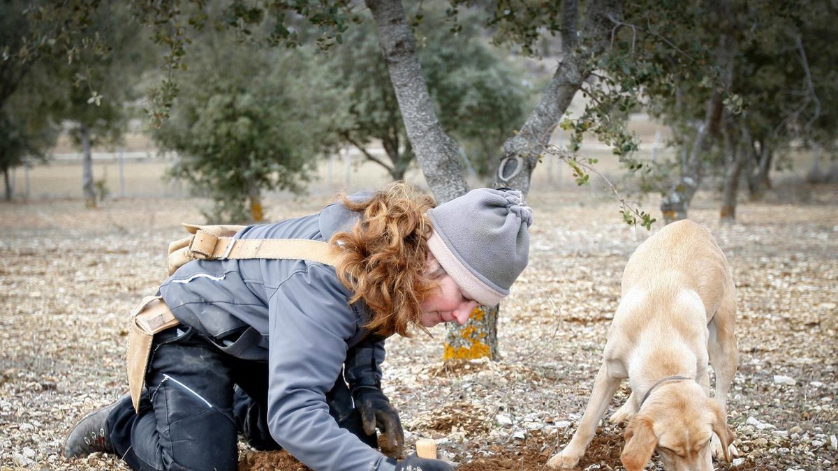 En la provincia hay unas 2.000 hectáreas dedicadas al cultivo de la trufa. -Mario Tejedor
