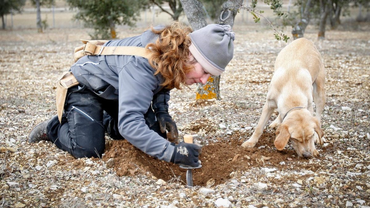 En la provincia hay unas 2.000 hectáreas dedicadas al cultivo de la trufa. -Mario Tejedor