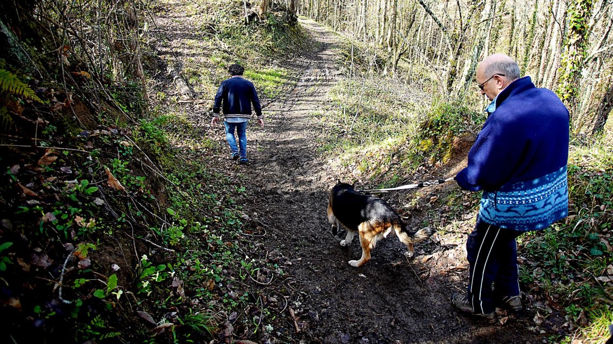 Soto de castaños de la localidad de Villar de los Barrios en Ponferrada designado ‘Bosque del año 2024’