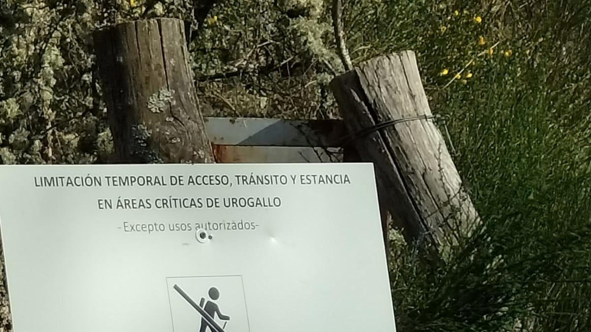 La Junta restringe temporalmente el acceso a áreas críticas de urogallo en varios municipios de León. EUROPA PRESS