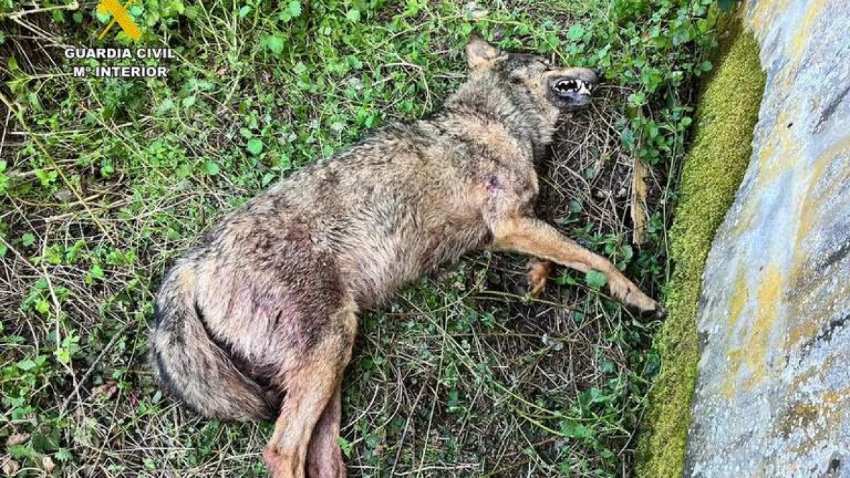 Un lobo es hallado muerto en un colegio abandonado de Palencia