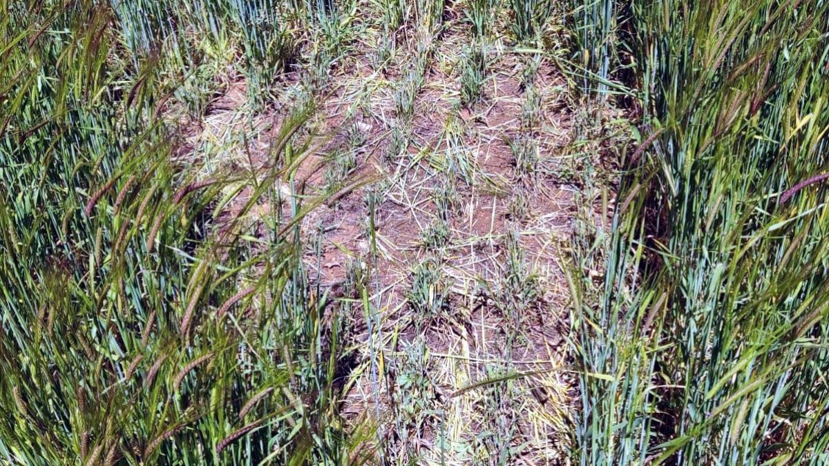 Aspecto de una explotación en Tierra de Campos afectada por una plaga de topillos.