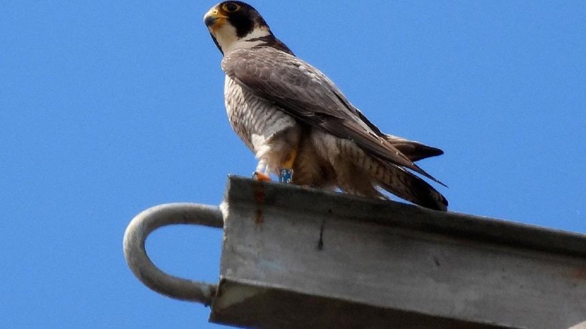Un ejemplar de halcón peregrino.