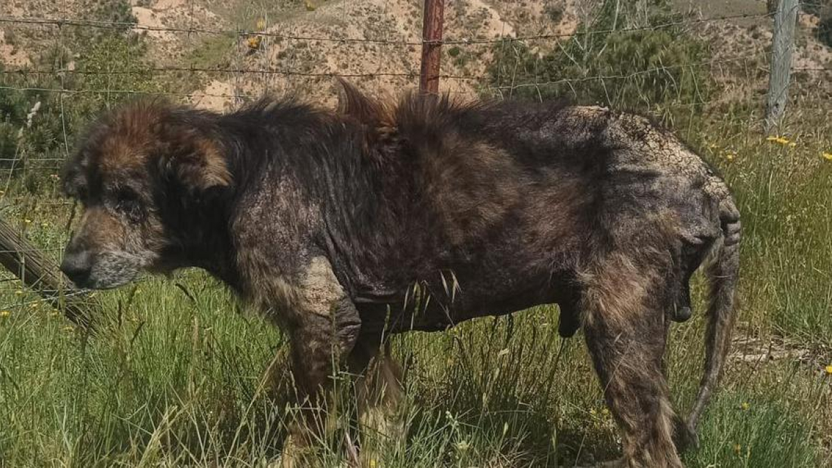 Imagen del animal, localizado en Ciruelos (Ávila), con claros síntomas de abandono.