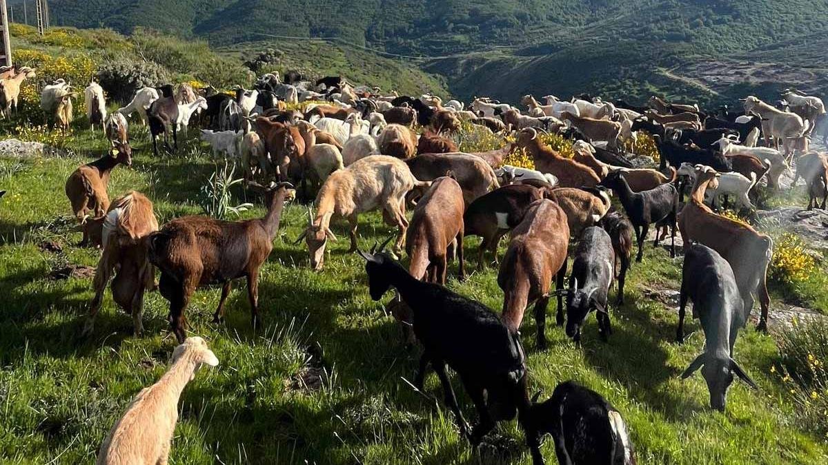 Cerca de 400 cabras, parte llegadas de la provincia de Ávila, desbrozan de modo natural el monte de Brañosera, Palencia