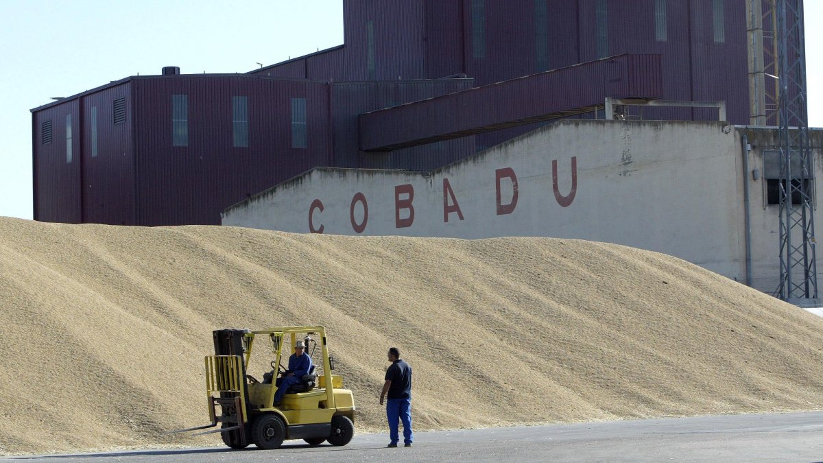 Cereal almacenado en la Cooperativa Bajo Duero, Cobadu, en la localidad zamorana de Moraleja en imagen de archivo