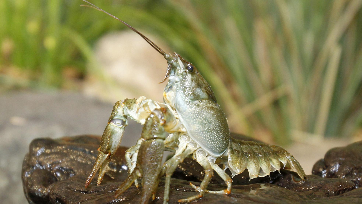 Imagen de archivo de un cangrejo de río en Castilla y León