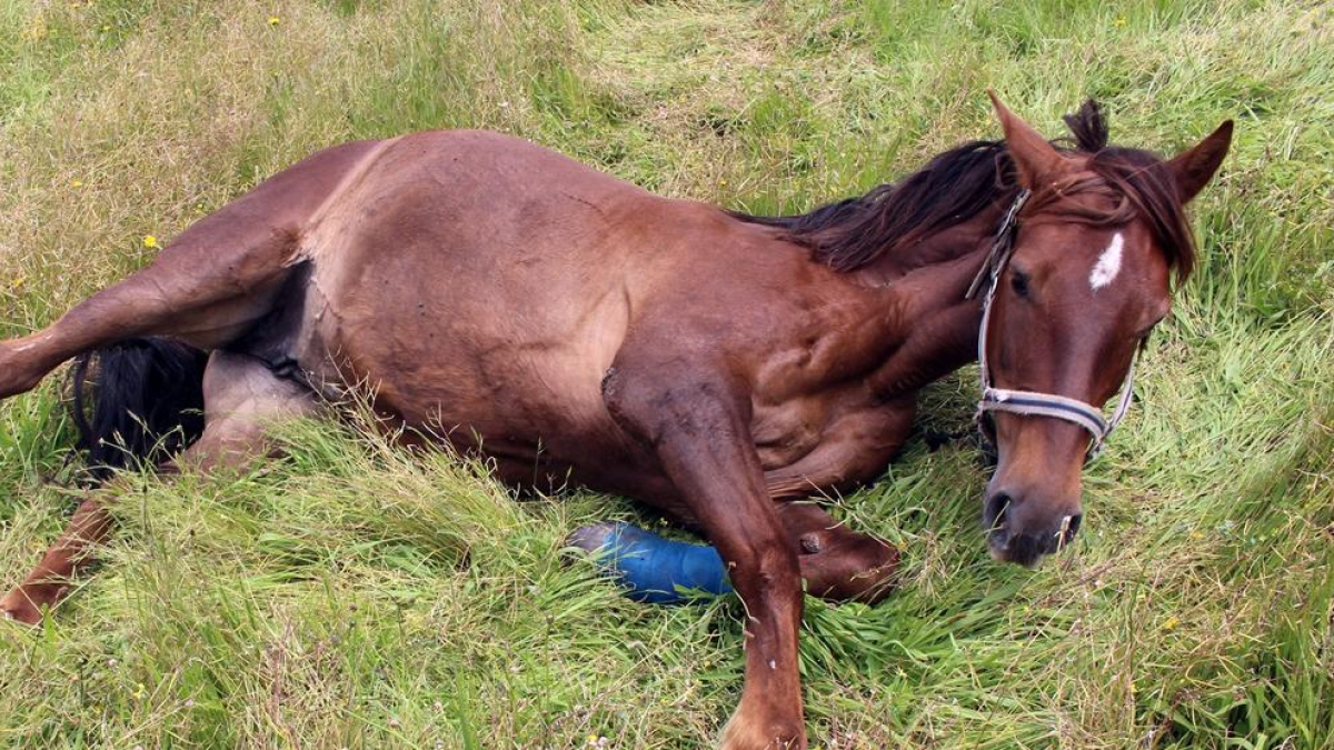Caballo maniatado para limitar su desplazamiento en una finca de Segovia.