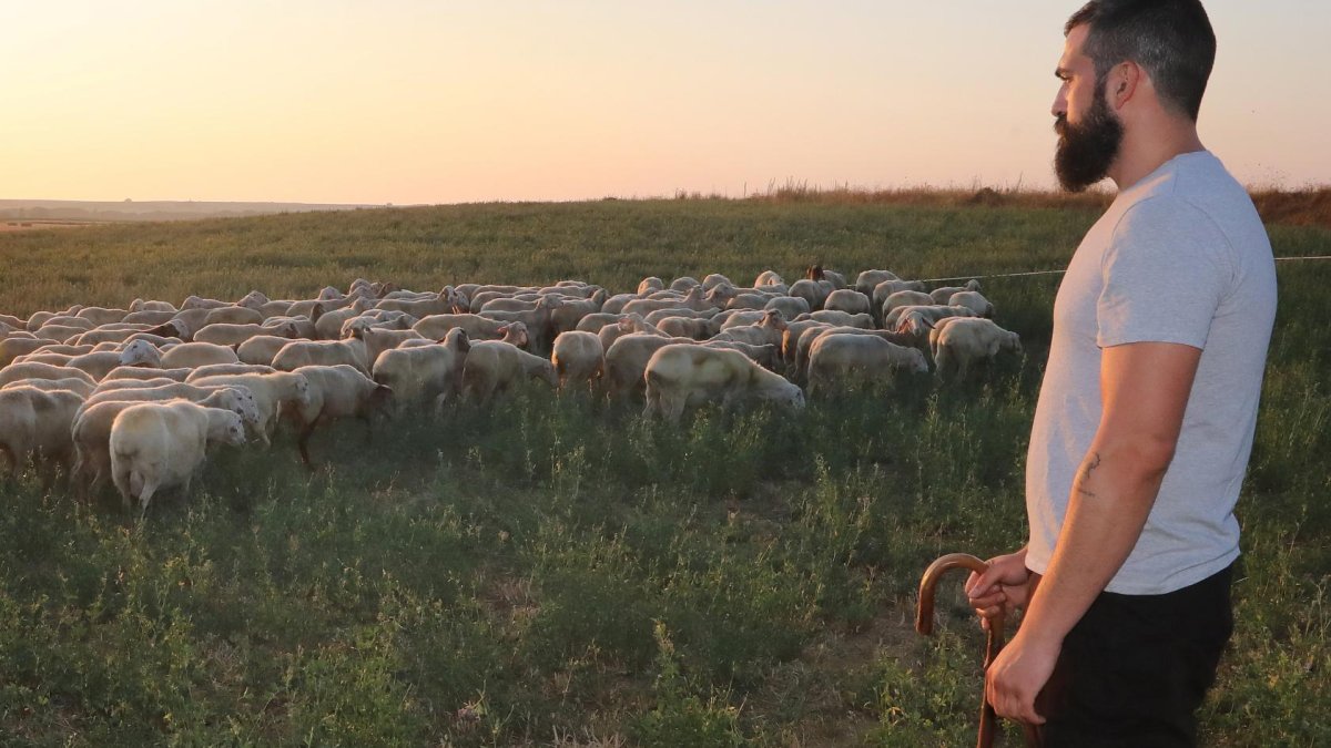 José Luis de Pedro sacando el rebaño a pastar.