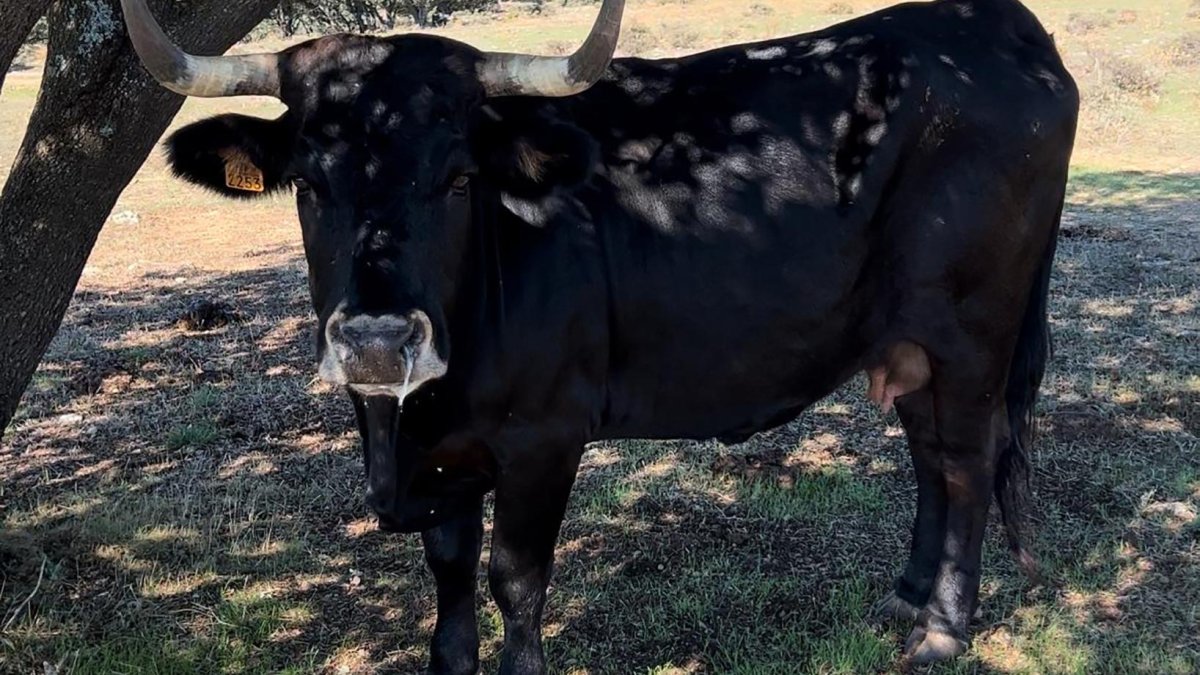 Una de las vacas de José María Manchado que ha pasado la EHE.