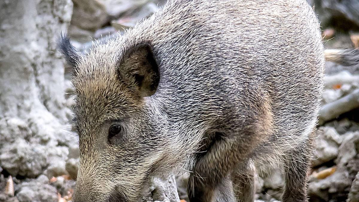 Un jabalí busca alimento en una zona boscosa. ICAL