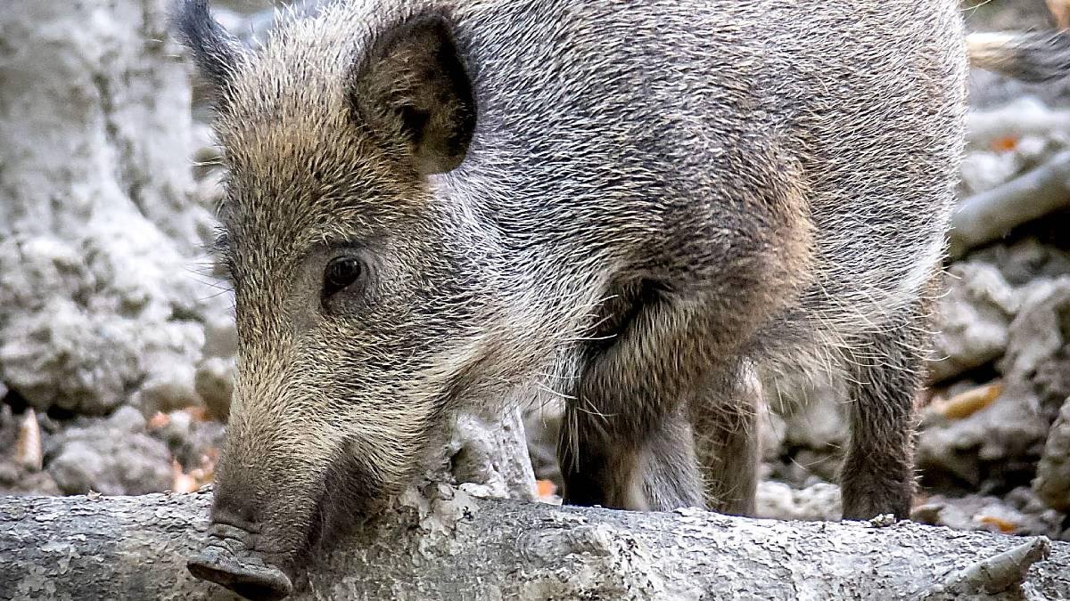 Un jabalí, en una imagen de archivo.