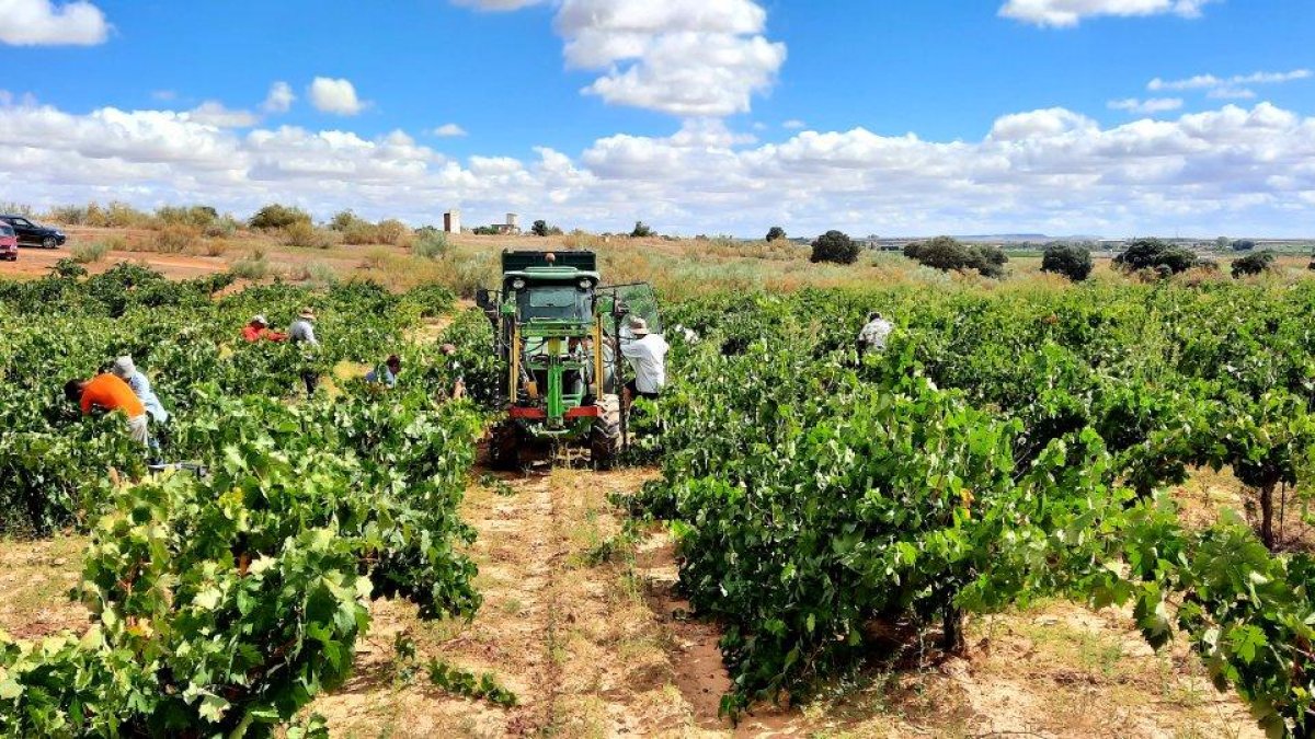 Imagen de un viñedo de la Ribera del Duero en Aranda de Duero. E. M.