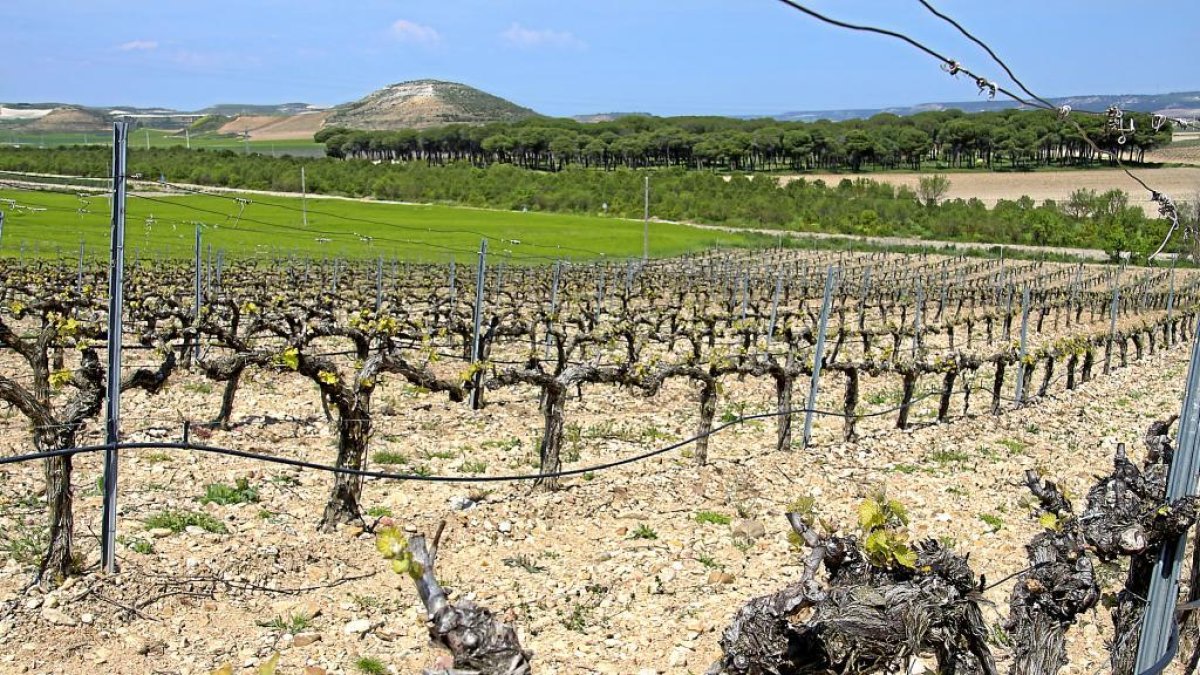 Viñedo de la D.O. Ribera del Duero en Peñafiel