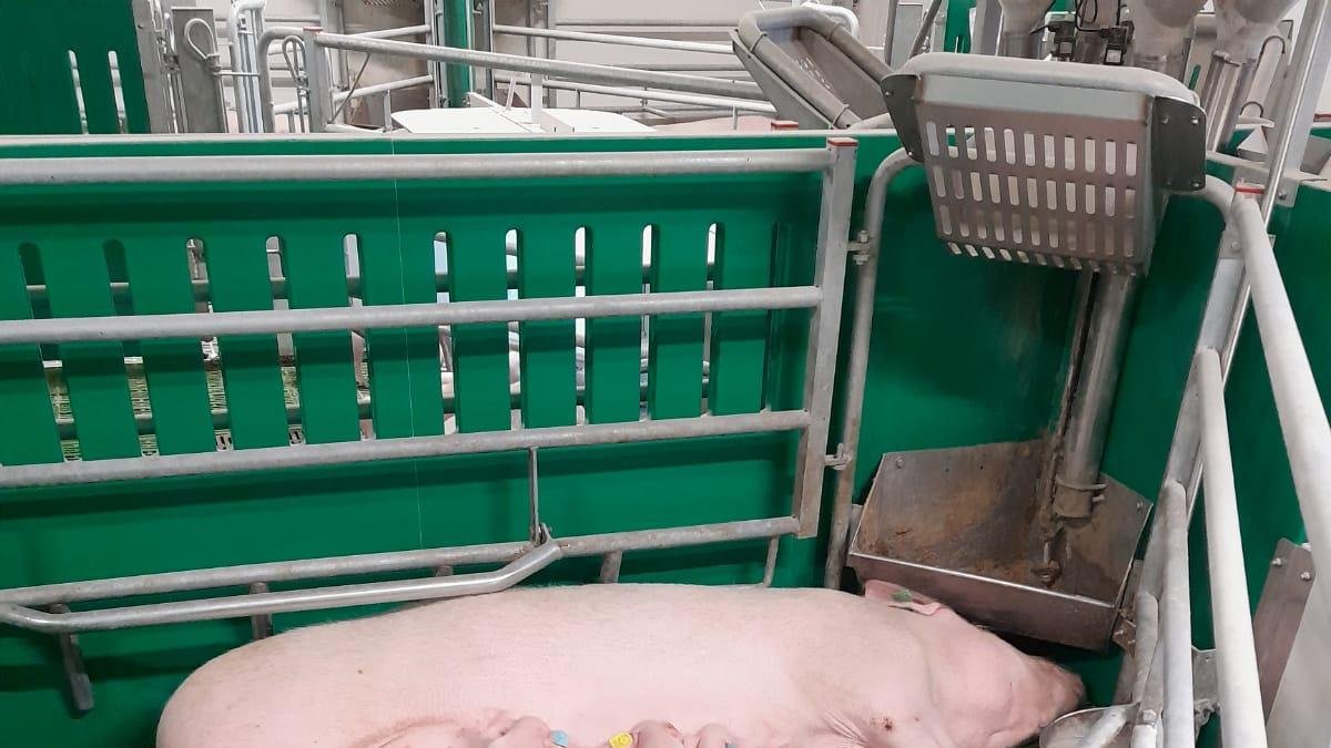 Un estudio de Copiso demuestra que el encalostramiento secuencial en los de menor peso mejora las condiciones de bienestar e inmunidad