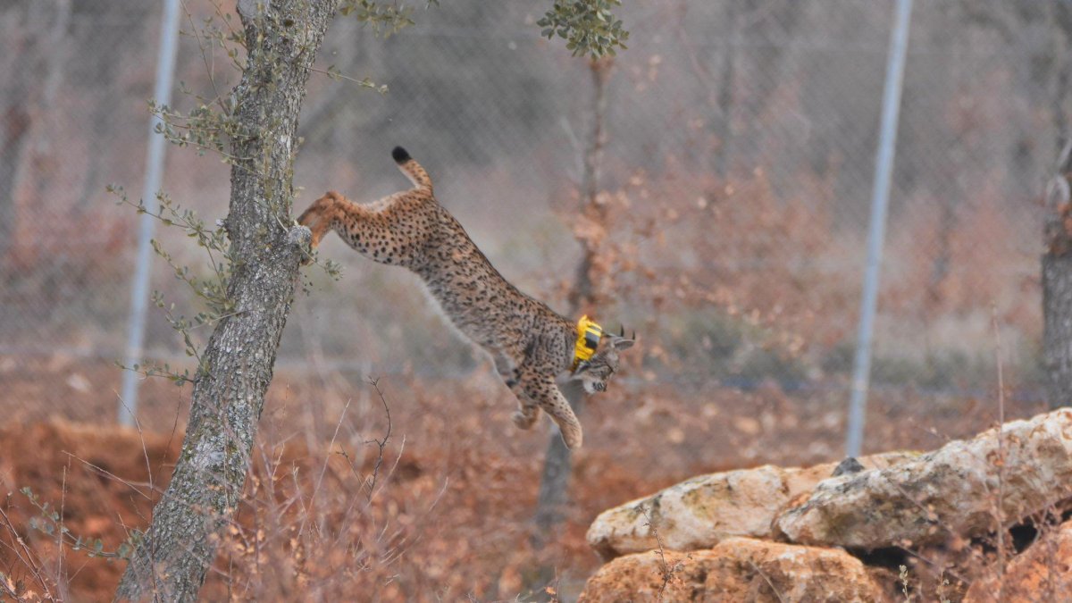 Lince ibérico liberado en el Cerrato Palentino