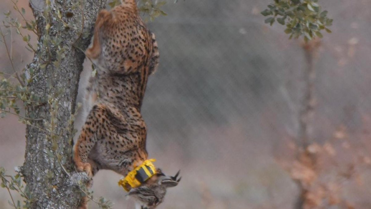 Lince ibérico liberado en el Cerrato Palentino, en una imagen de archivo.