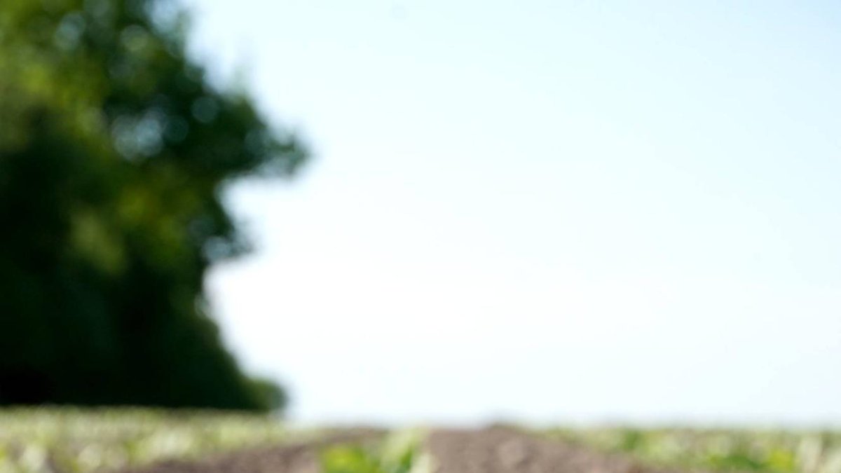 Brotes de remolacha al inicio de la campaña en un campo de cultivo