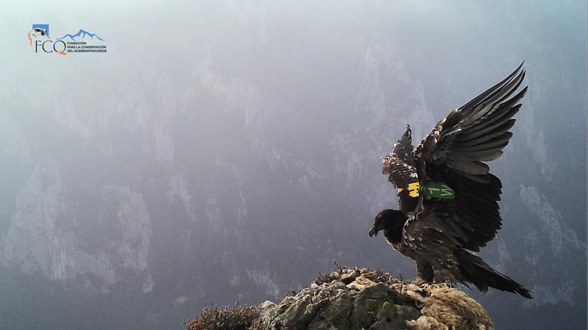 Quebrantahuesos en Picos de Europa.