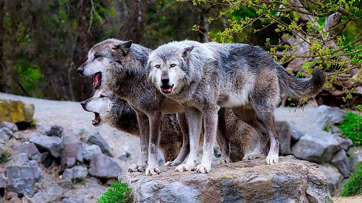 Manada de lobos en el monte.