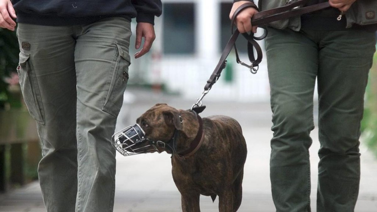 Imagen de un pitbull paseando con bozal, en una imagen de archivo.