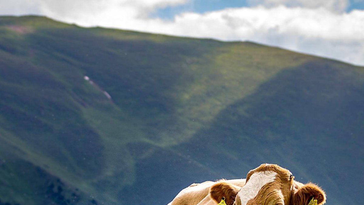 Una vaca de carne amamanta a su ternero en una explotación de vacuno en extensivo