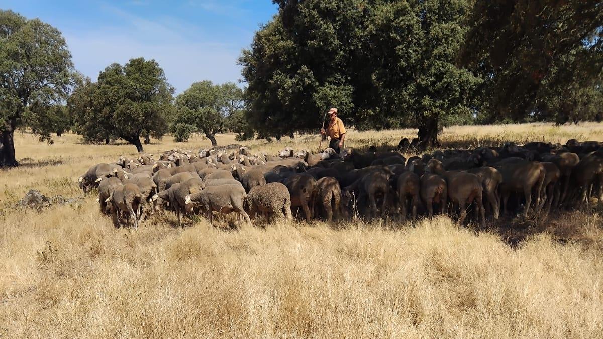 Los hermanos Pérez están hasta el viernes en Trujillo (Cáceres) con su rebaño de 1.600 ovejas