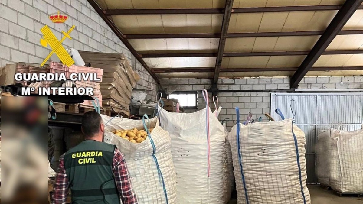 Imagen de las patatas recuperadas por efectivos de la Guardia Civil.
