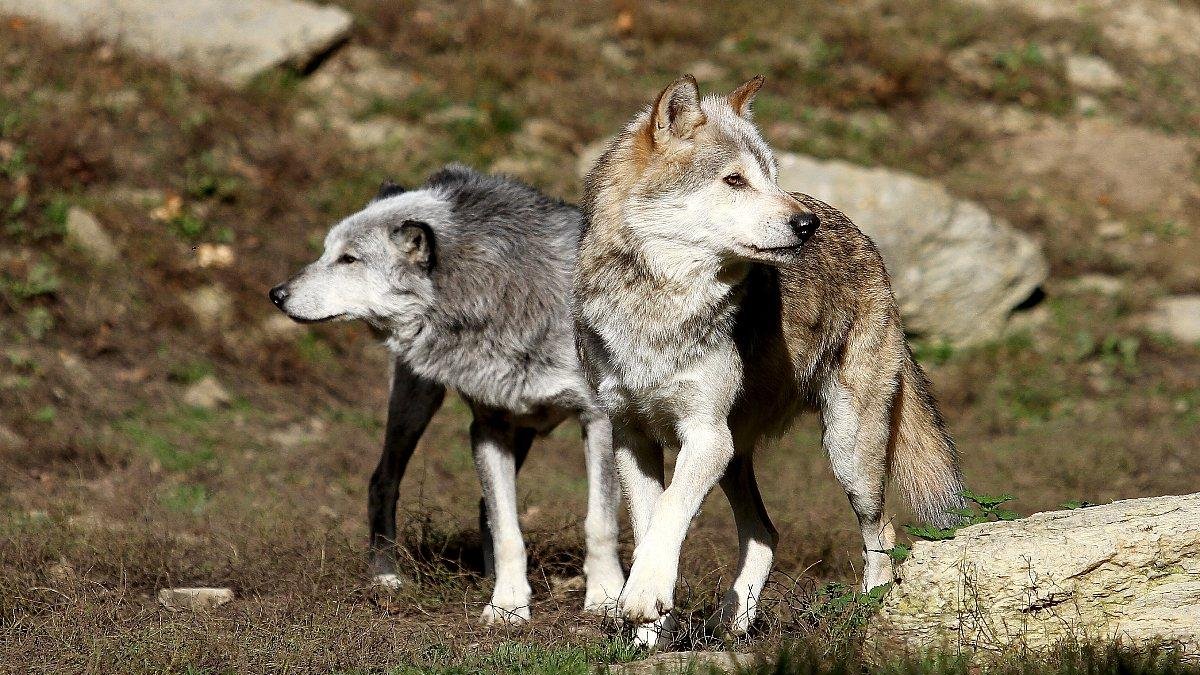 Dos lobos buscan alimento en el monte.