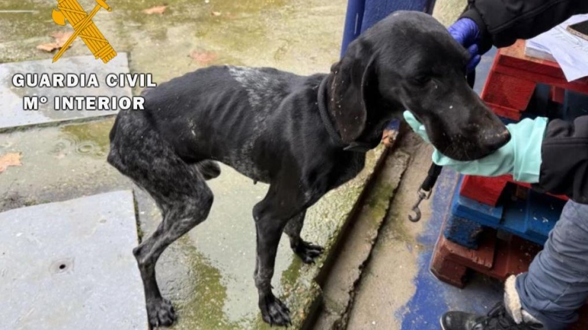 'Operación Tarner' en la que se ha rescatado a un perro muerto y veintitrés vivos
