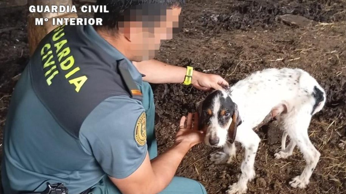 Imagen de uno de los cinco perros que han sufrido maltrato