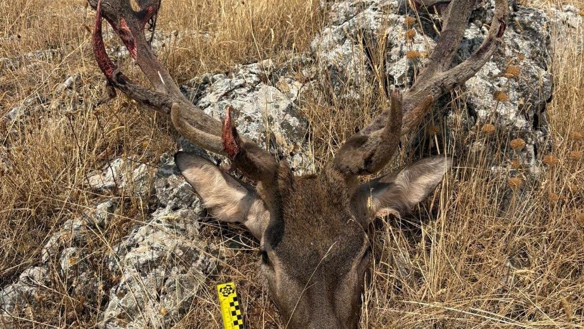El ciervo macho decapitado en Soria