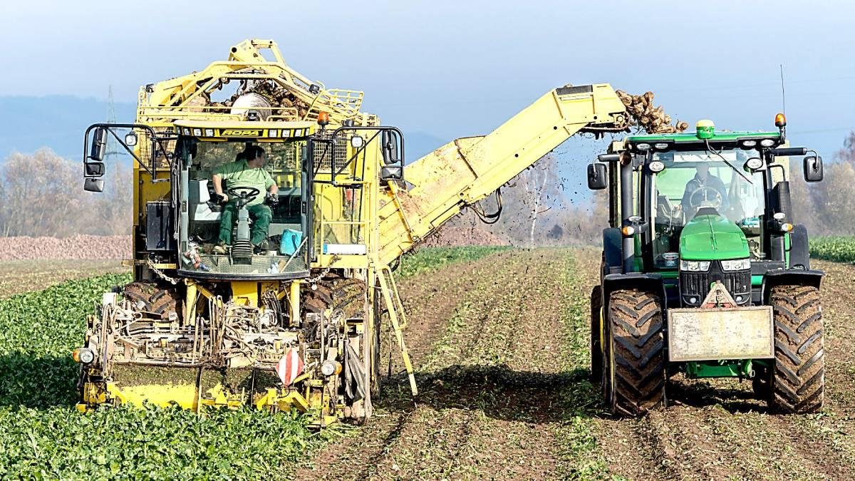 Dos agricultores arrancan remolacha en un campo de cultivo.