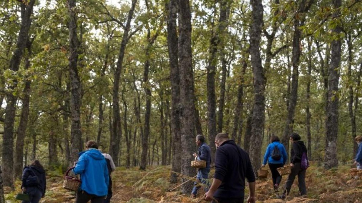 Recolectores de setas en un bosque de Castilla y León.