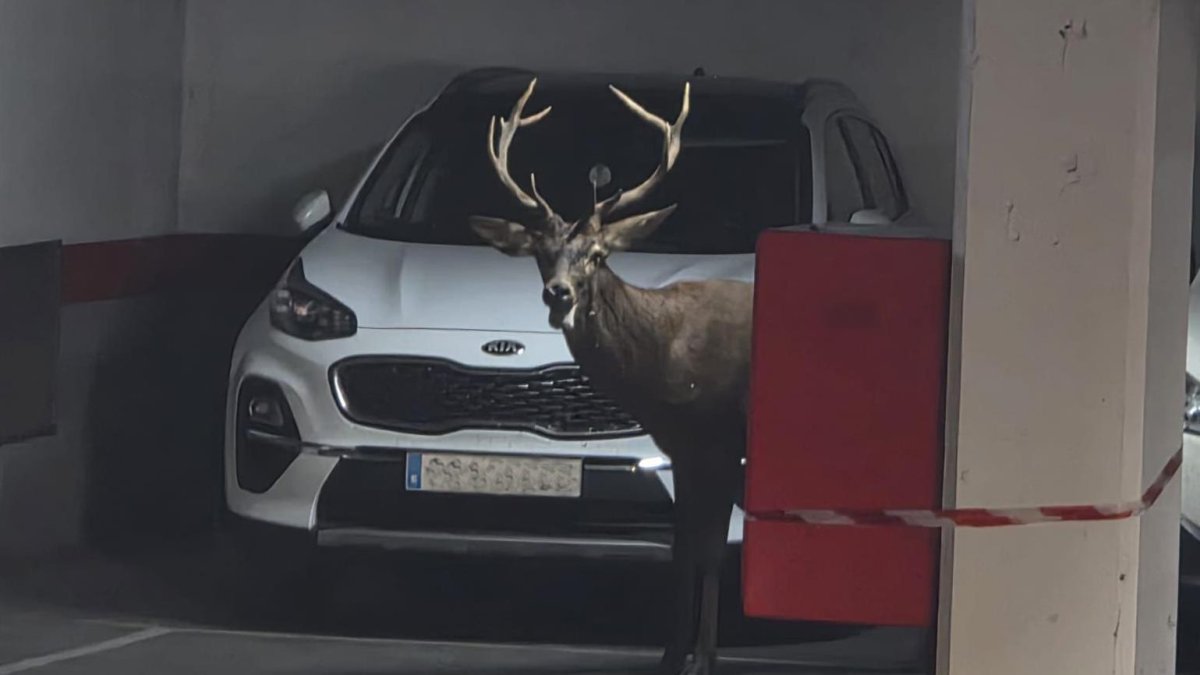 Un ciervo llega hasta el centro de Zamora y se mete en un aparcamiento del Casco Antiguo