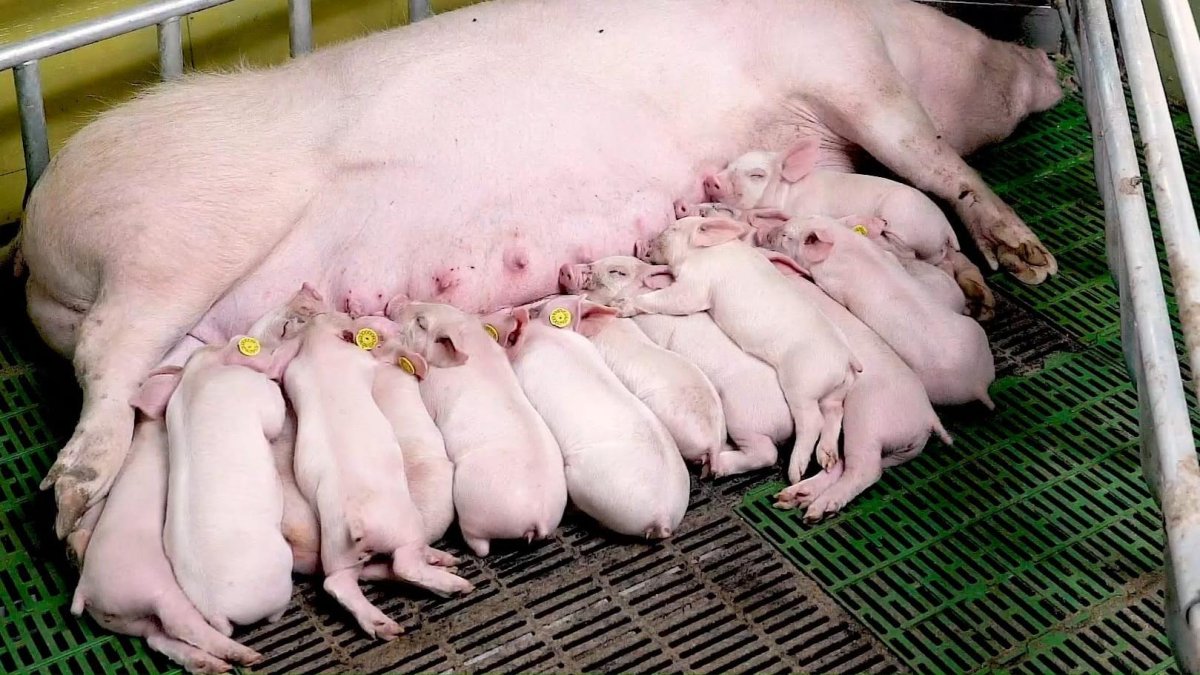 Una de las cerdas madres amamantando a sus crías en la granja de Atauta.