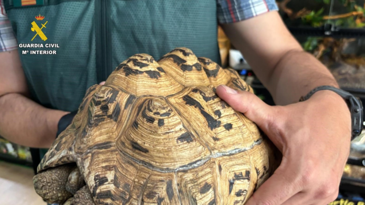 Uno de los animales exóticos intervenidos de la red de tráfico ilegal