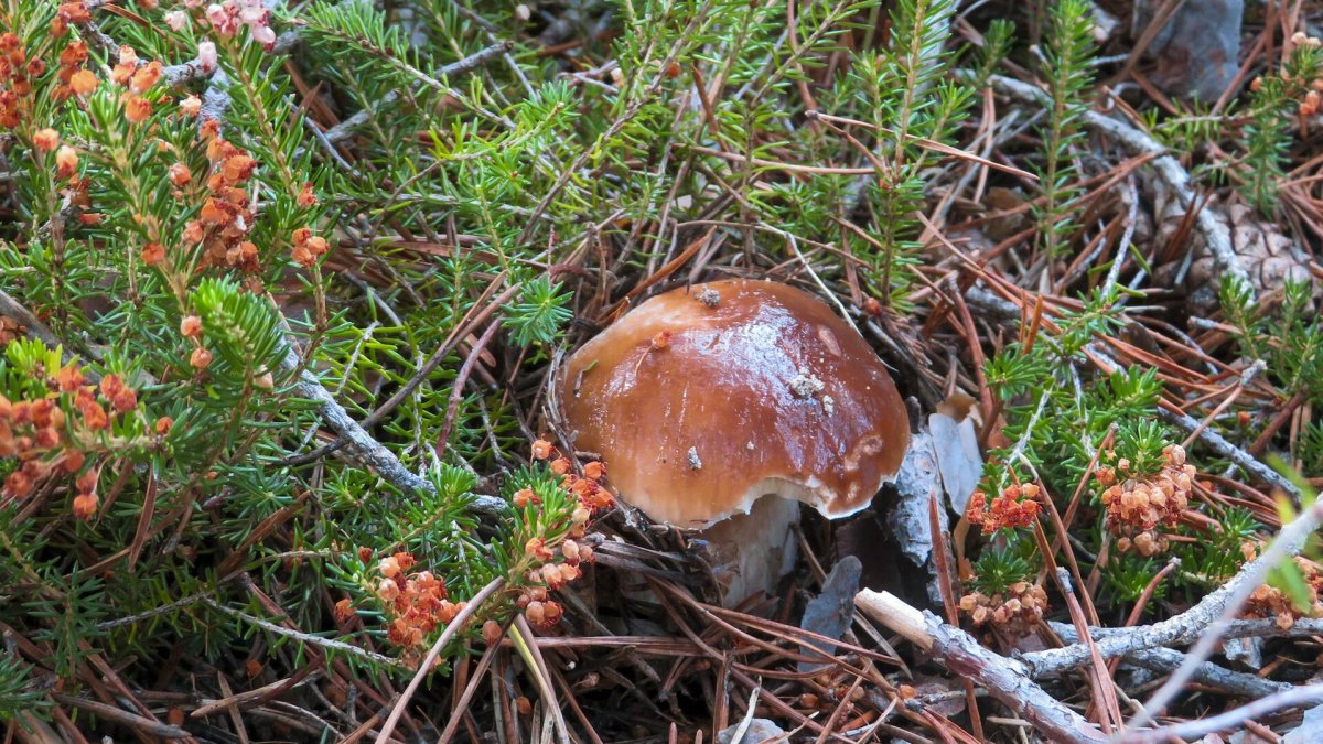 Ejemplar de boletus edulis en los montes de Soria.