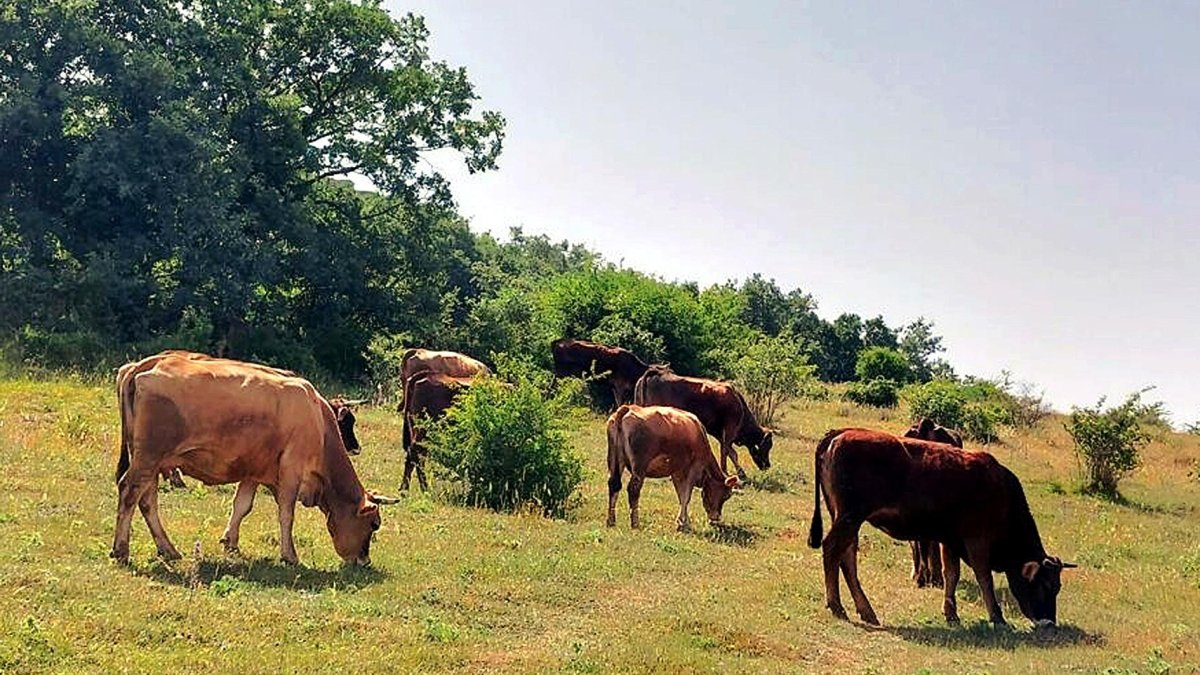 Ganado bovino en la montaña palentina.