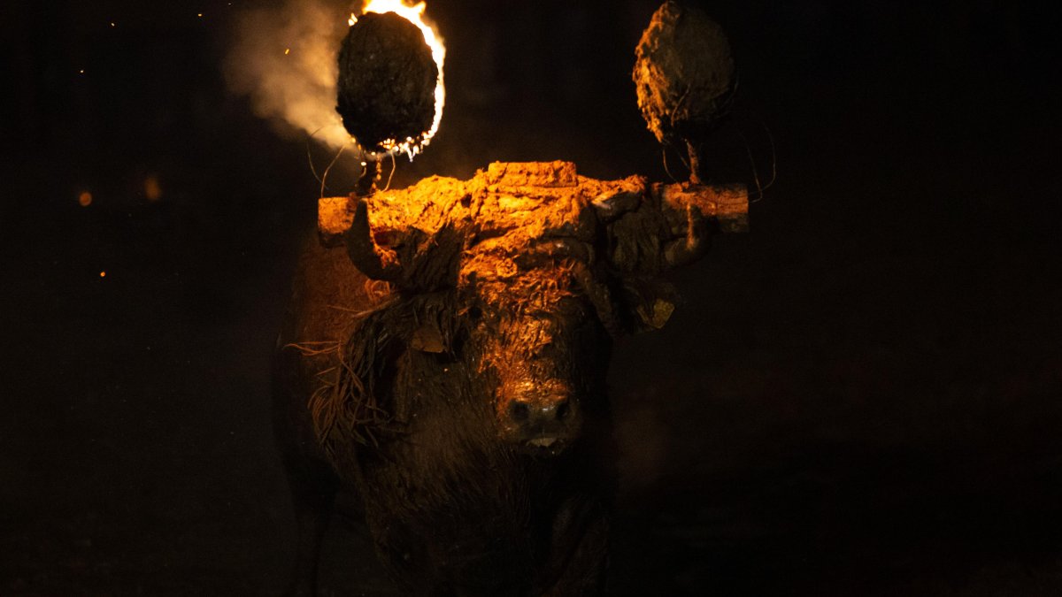 Celebración del Toro Jubilo en Medinaceli